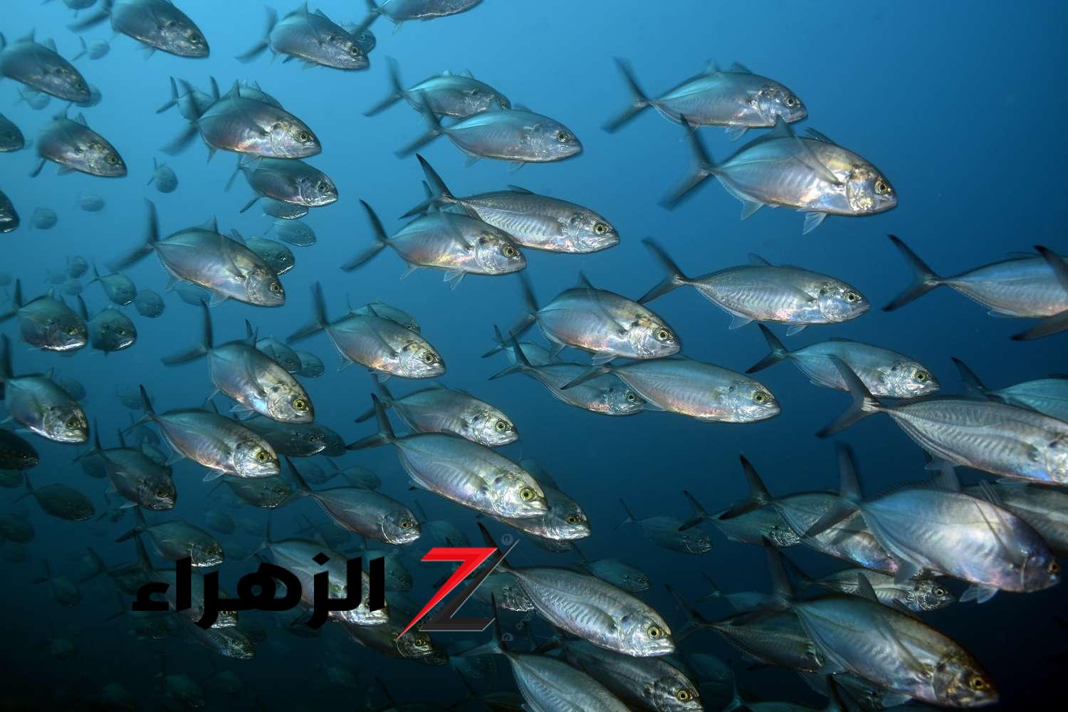 سم قاااتل.. أحذر من تناول هذه الأنواع من الأسماك المنتشرة بشدة في الأسواق فيها سم قاتل!!