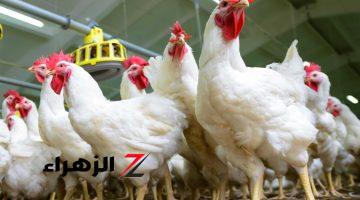 أسعار الدواجن اليوم الأحد داخل السوق.. ومفاجأة في سعر كرتونة البيض