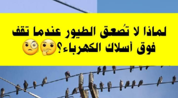 أخيرًا عرفنا السبب.. لماذا لا تُصعق الطيور عندما تقف على أسلاك الكهرباء؟