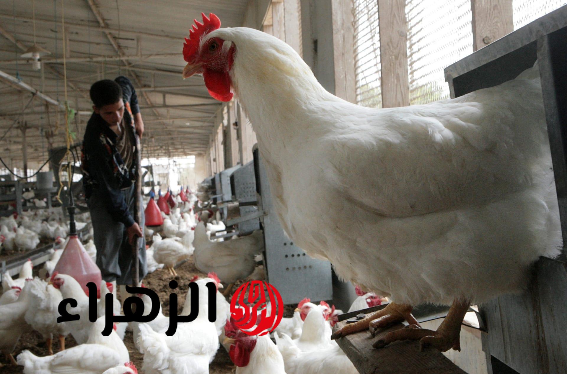 بعد مرور أسبوع من رمضان.. ارتفاع في أسعار الدواجن والبيض اليوم