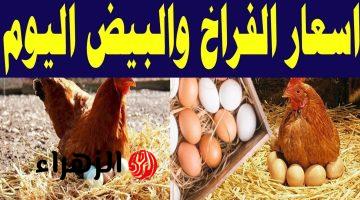 مفاجأة في الأسواق.. تراجع كبير في أسعار الفراخ والبانيه والبيض | شوف وصلت كام
