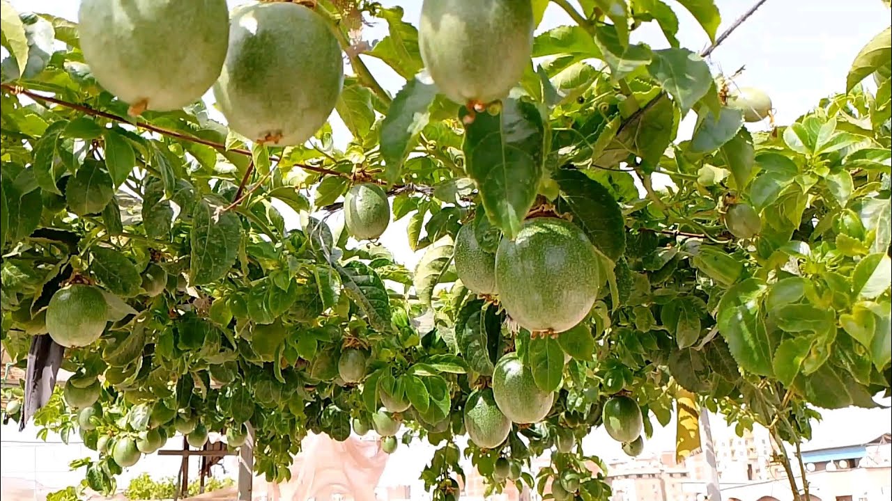شجرة مصرية تزرع أعلى المنازل بها 40 نوع فاكهة.. الكيلو يباع بـ 400 جنيه