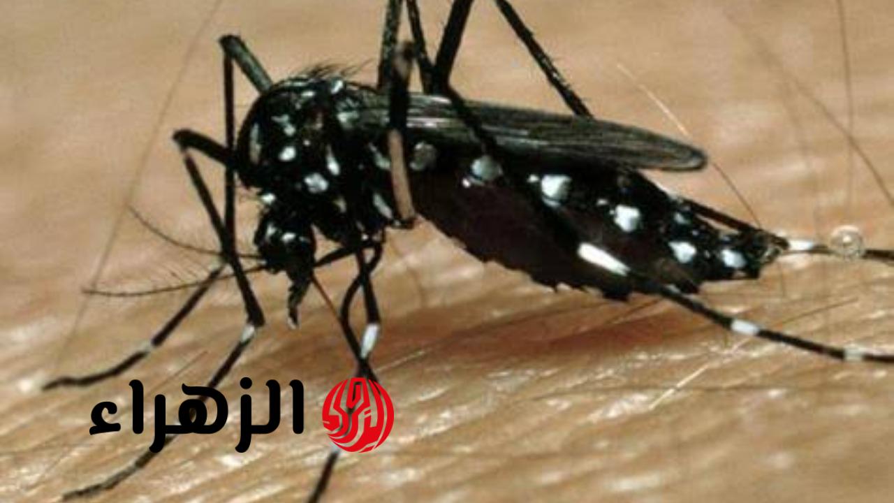 “النموس بيخاف منها موت”… افضل 3 اشياء تطرد النموس بدلا من رش البيروسول.. هتنسفهم نسف!!