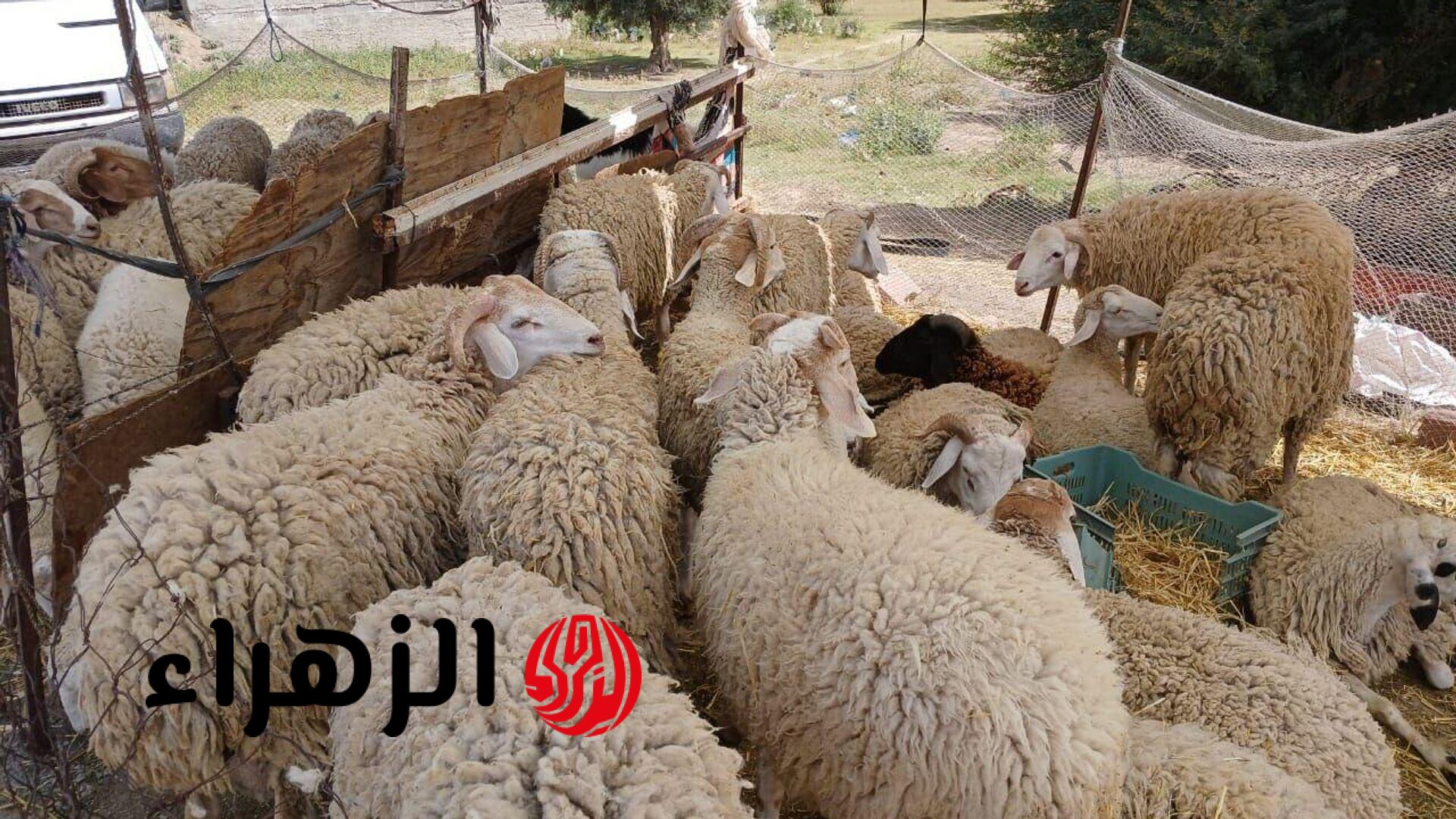 الأزهر يحذر قبل عيد الأضحى.. 4 عيوب تبطل الأضحية بالكامل