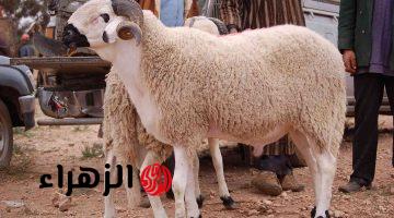 «راهو بدا التسجيل!».. احجز علوش العيد 2026 في الجزائر الآن بالرابط الرسمي adhahi.dz