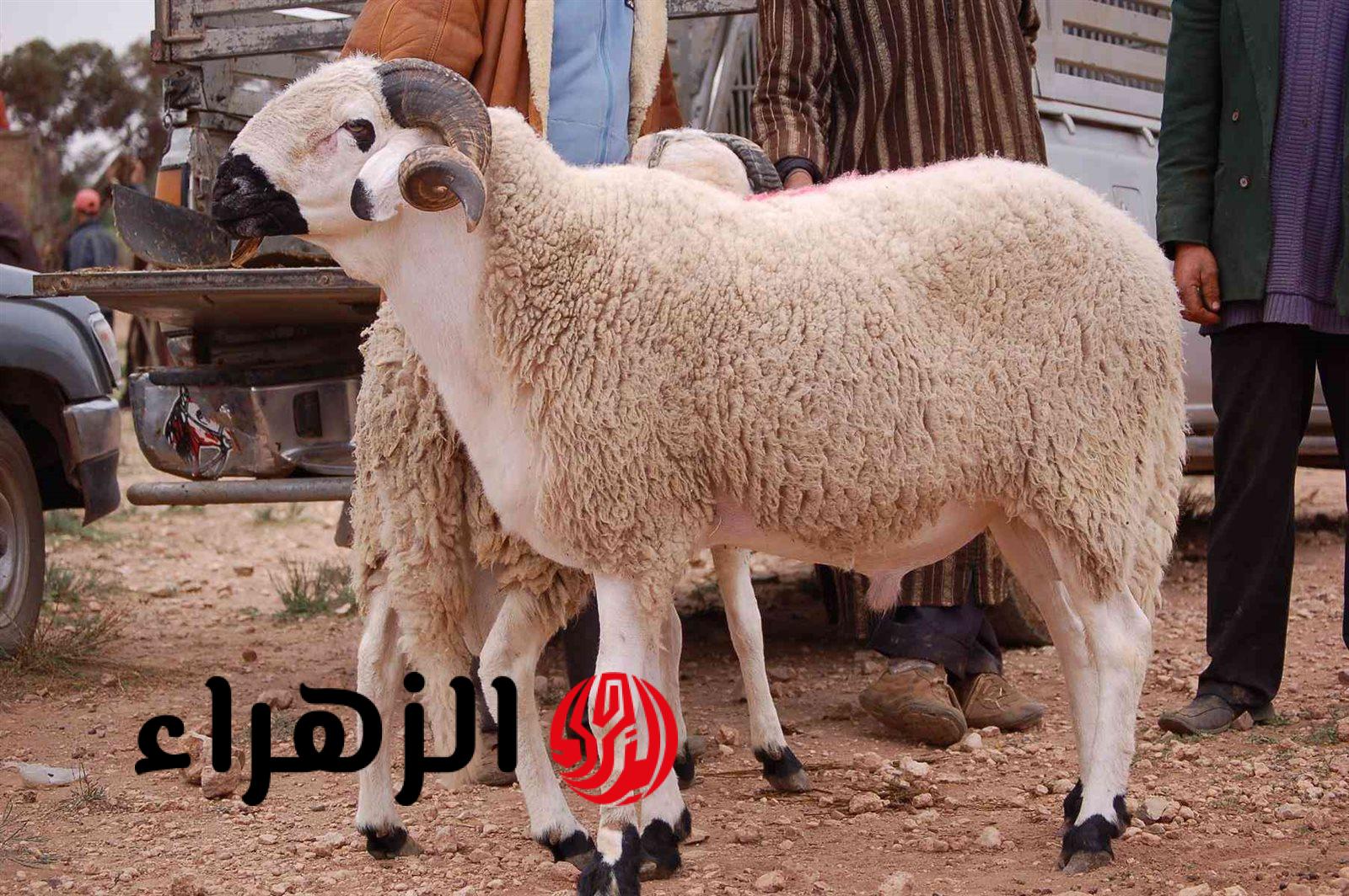 «راهو بدا التسجيل!».. احجز علوش العيد 2026 في الجزائر الآن بالرابط الرسمي adhahi.dz