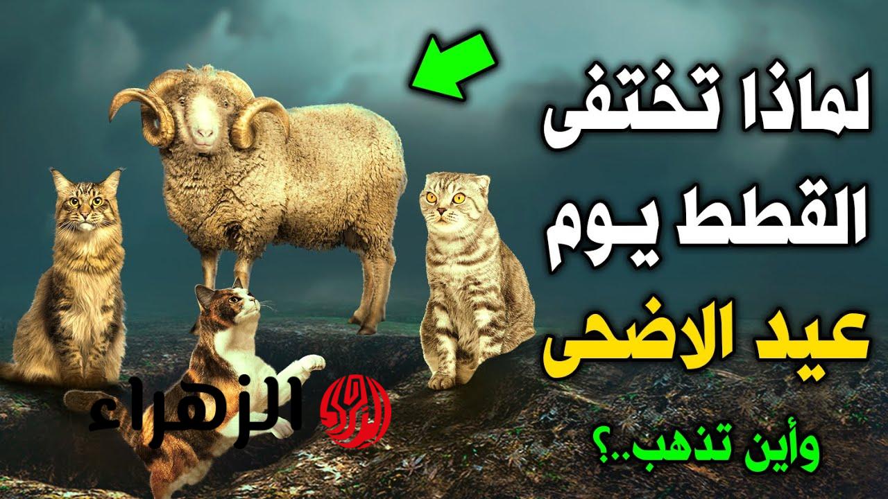 هل لاحظت ذلك من قبل.. ما هو سر اختفاء القطط في عيد الأضحى المبارك؟