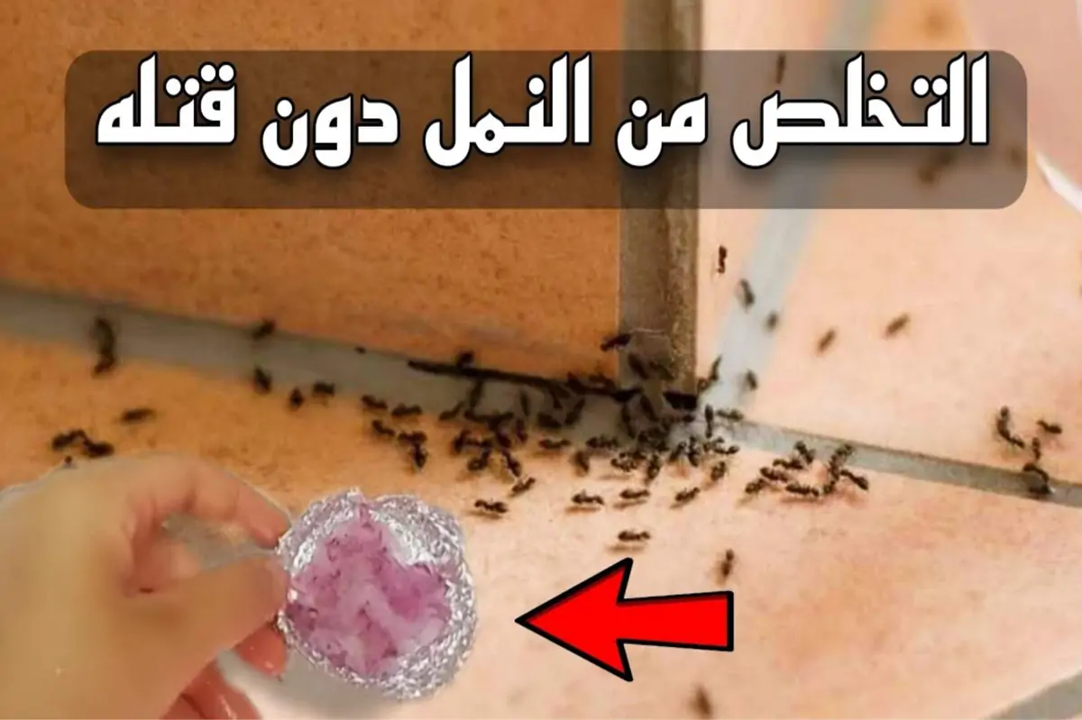 «اختفوا في دقائق!» أقوى طريقة للقضاء على النمل والصراصير نهائيًا من أول استخدام – حلول مضمونة 100%
