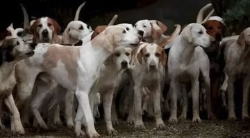ركز جيداً.. 1 % فقط استطاعوا اكتشاف النمر المختبئ داخل الصورة بـ9 ثوان.. هل أنت منهم؟