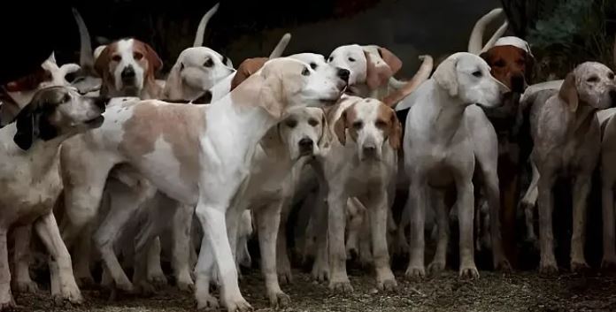 ركز جيداً.. 1 % فقط استطاعوا اكتشاف النمر المختبئ داخل الصورة بـ9 ثوان.. هل أنت منهم؟