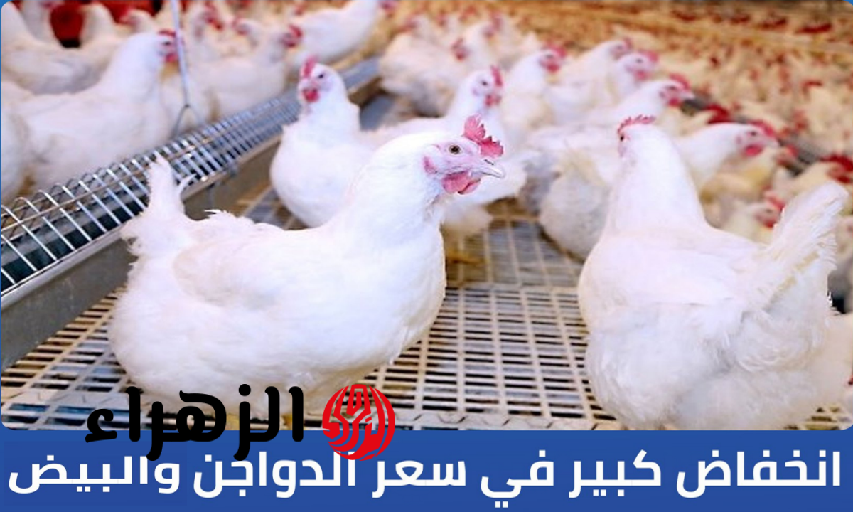 “صدمة في بورصة الفراخ الآن!”.. سعر الدواجن اليوم في مصر الخميس 16 أبريل 2026.. الأبيض والبلدي بكام للمستهلك؟