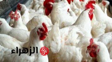 مفاجأة كبرى في أسعار الدواجن والبيض اليوم.. وشوف البانية وصل كام