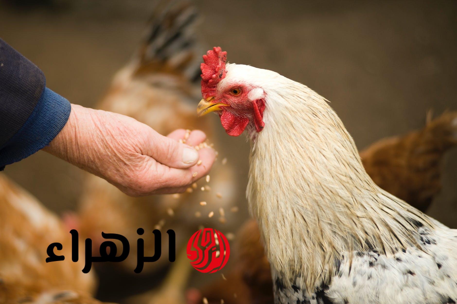 تراجع كبير يضرب أسعار الدواجن والبيض.. وشوف سعر البانية بكام