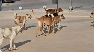 قرار حكومي عاجل بشأن 22 ألف كلب في شوارع القاهرة والمحافظات