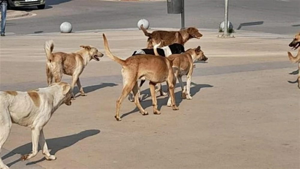 بعد زيادة أعدادها بالمدن.. هل تلجأ الحكومة إلى تصدير الكلاب للخارج؟