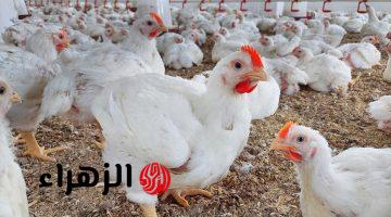 مفيش بـ 100 جنيه.. هبوط قوي في أسعار الدواجن بالأسواق وهذا ثمن الكيلو الآن