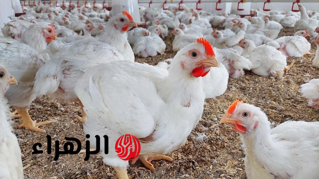 هبوط مفاجئ.. أسعار الدواجن اليوم في مصر بعد التراجع الجديد في البورصة