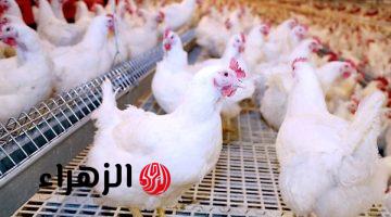 أسعار الدواجن اليوم الأربعاء 15-4-2026 في مصر.. سعر الفراخ البيضاء والبيض الآن