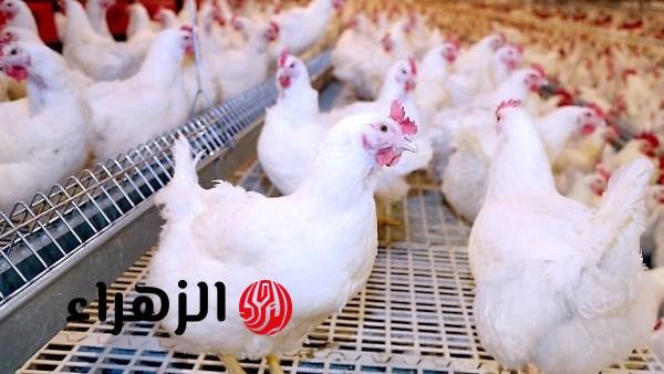 أسعار الدواجن اليوم الخميس 26 مارس 2026.. سعر الفراخ البلدي والحمراء الآن في الأسواق