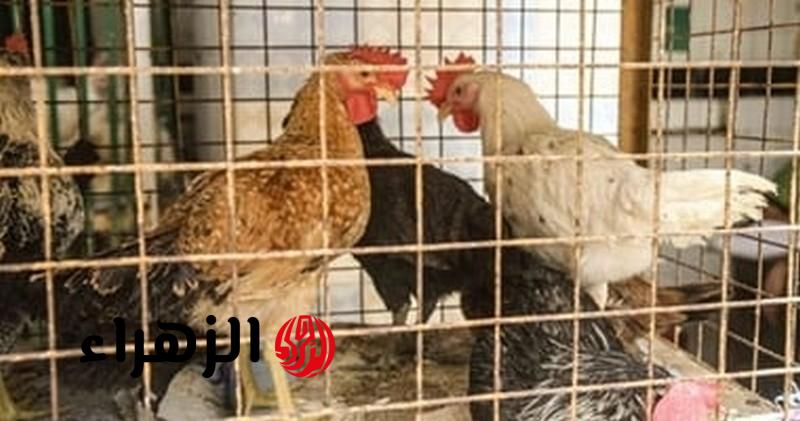 استقرار حذر يسيطر على أسعار الدواجن في مصر اليوم وسط ترقب للأسواق