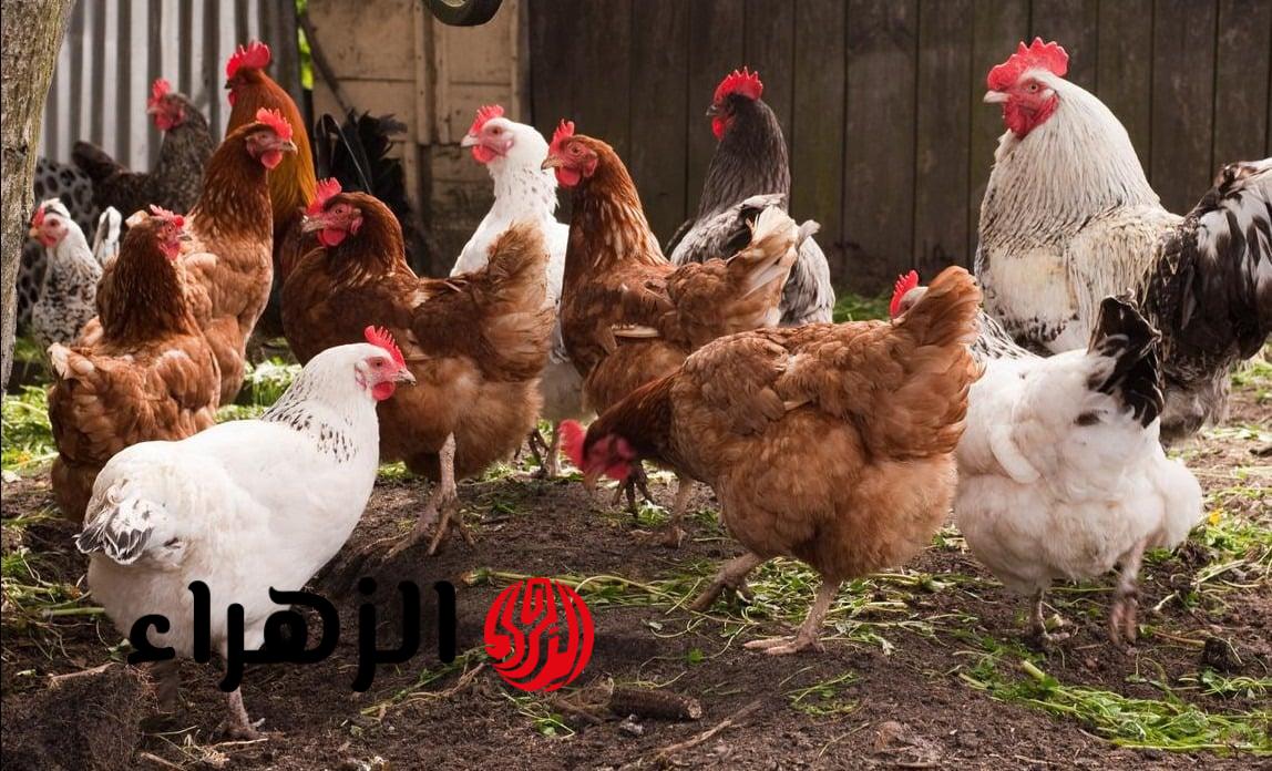 “الكيلو بكام النهاردة؟؟”.. سعر الفراخ اليوم الجمعة 20/3/2026 وكيلو الفراخ البيضاء في الاسواق