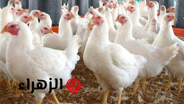 سعر الدواجن في مصر اليوم الأربعاء 29 أبريل 2026.. تحديث جديد لأسعار الفراخ البيضاء والبلدي والبيض الآن