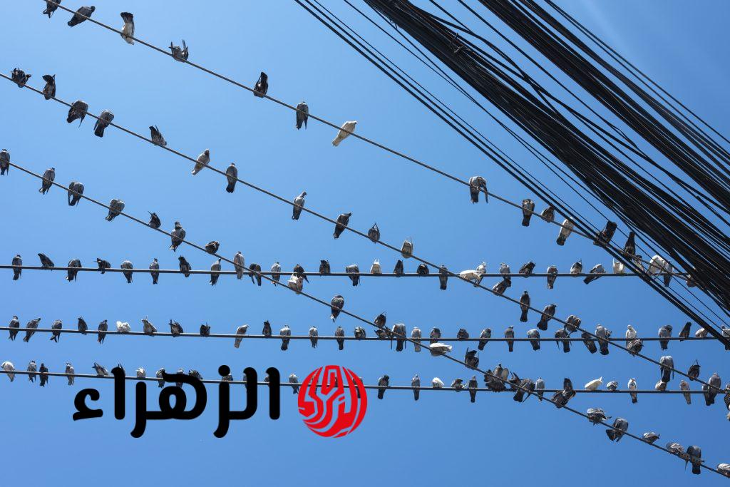 أخيراً عرفنا.. لماذا لا تُصعق الطيور عندما تقف على أسلاك الكهرباء؟