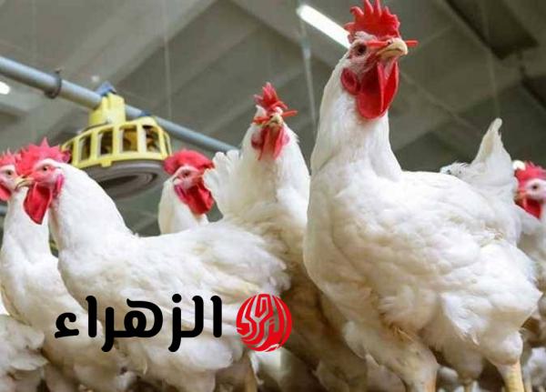 أسعار الفراخ البيضاء اليوم في مصر استقرار ملحوظ بالأسواق وتوقعات باستمرار التوازن مع تراجع طفيف بعد موسم عيد الفطر