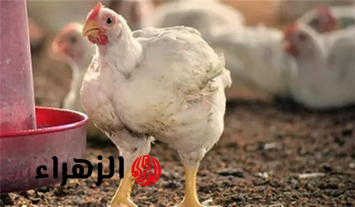 كيلو البانيه وصل كام.. أسعار الفراخ اليوم السبت 11 أبريل 2026 في المزارع والمحلات