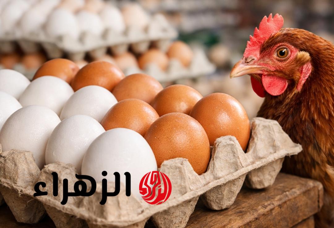 بكام النهارده؟ سعر كرتونة البيض اليوم في مصر 2026 مفاجأة جديدة في الأسواق
