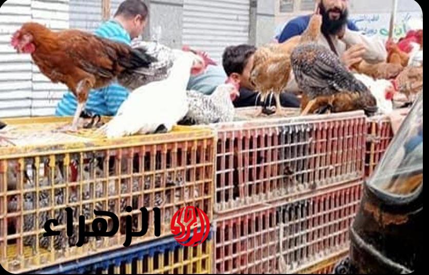 انخفاض مفاجئ في أسعار الدواجن اليوم في مصر.. الفراخ البيضاء تسجل مفاجأة غير متوقعة!