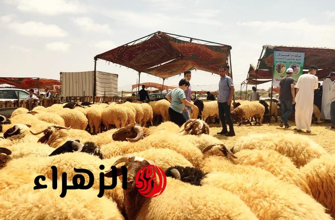 «سارع قبل ما تسالي!».. رابط حجز أضاحي العيد 2026 في الجزائر عبر adhahi.dz والأسعار الرسمية