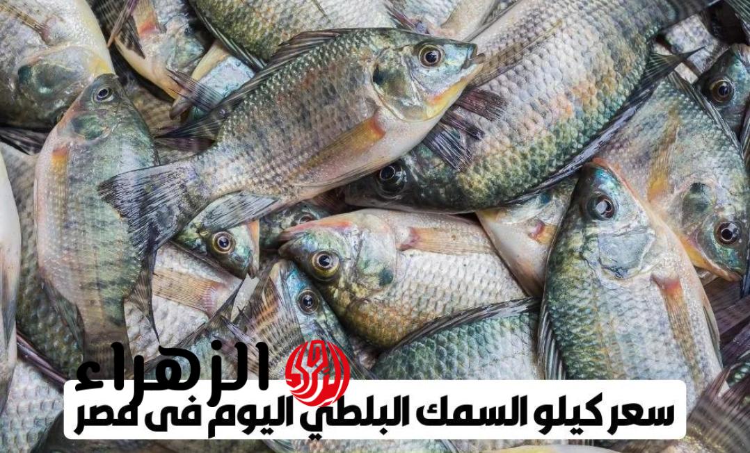 السمك بكام النهارده؟.. أسعار البلطي والبوري اليوم الأحد في الأسواق المصرية (تحديث لحظي)