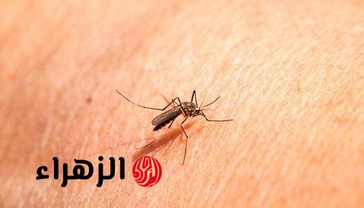 “من غير مبيدات”.. 5 طرق طبيعية للتخلص من الذباب والناموس في المنزل نهائيًا