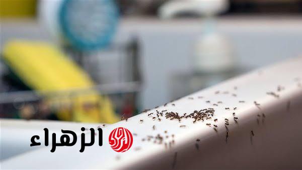 قبل انتشارها في البيت.. خطوات سهلة وسريعة للتخلص من النمل والصراصير نهائيًا