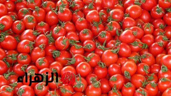الزراعة تزف بشرى سارة للمواطنين.. أسعار الطماطم تصل إلى 10 جنيهات في هذا الموعد