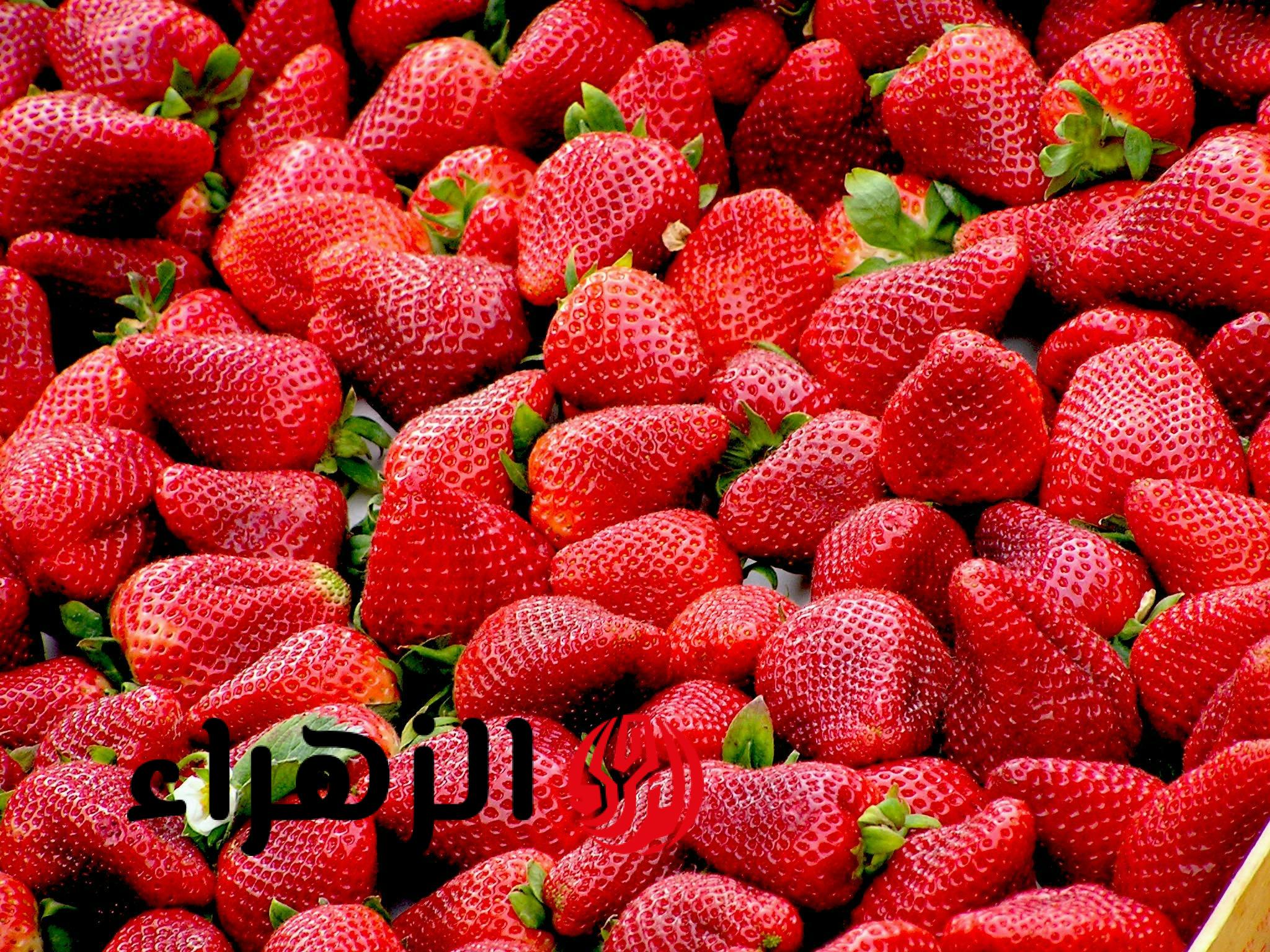 ما حقيقة رفض تصدير شحنات فراولة لاحتوائها على مواد مسرطنة؟.. الحكومة توضح