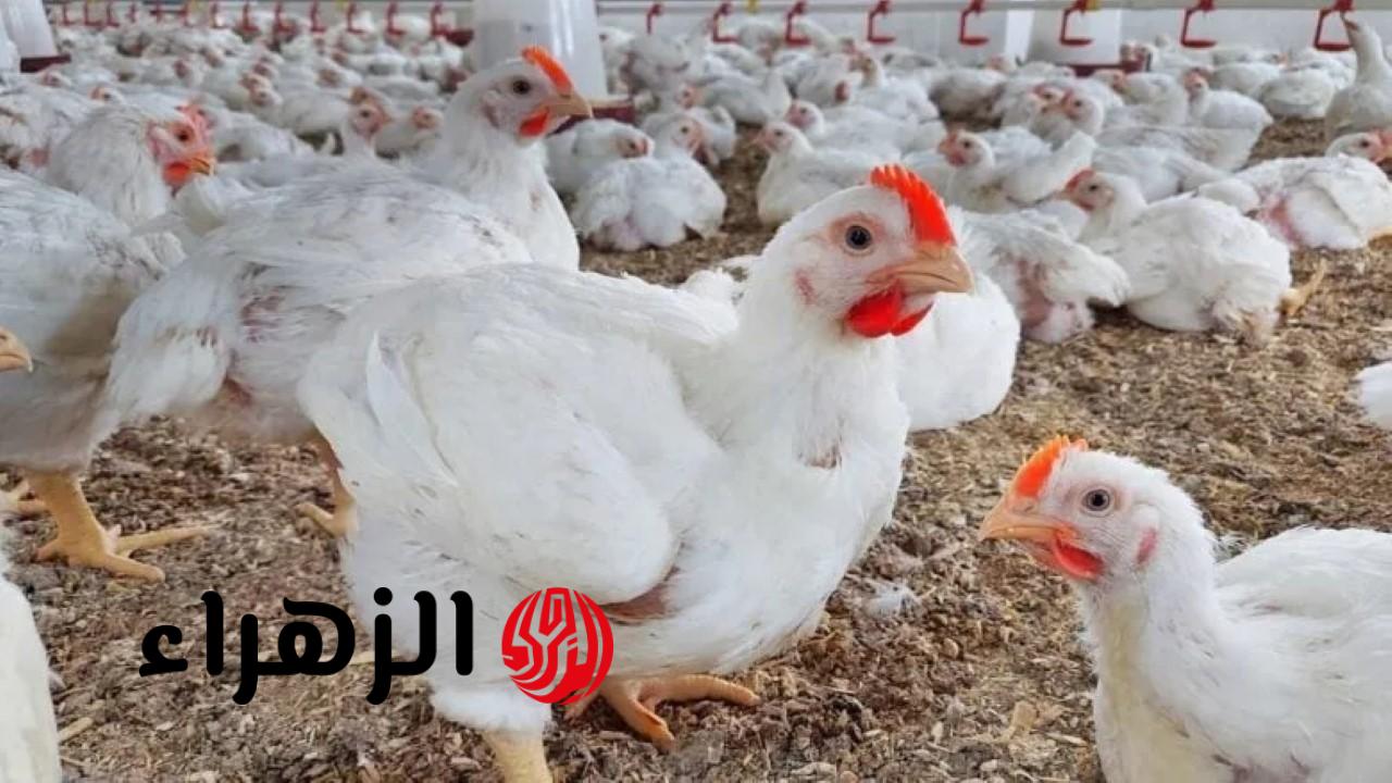 سعر كيلو الفراخ اليوم.. بورصة الدواجن أسعار الفراخ البيضاء اليوم الاثنين 27 أبريل 2026