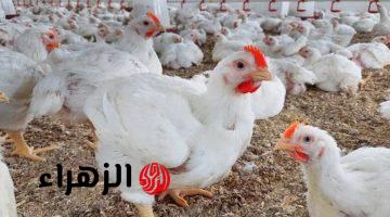 سعر الدواجن اليوم السبت 25 أبريل 2026 في مصر.. أسعار الفراخ والبيض الآن