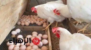 سعر كرتونة البيض يشهد تغيرًا اليوم السبت قبل احتفالات شم النسيم