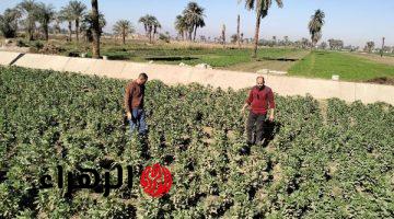 عاجل: وزارة الزراعة تعلن توصيات لمزارعي القمح والبطاطس للتعامل مع ارتفاع درجات الحرارة