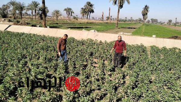 عاجل: وزارة الزراعة تعلن توصيات لمزارعي القمح والبطاطس للتعامل مع ارتفاع درجات الحرارة