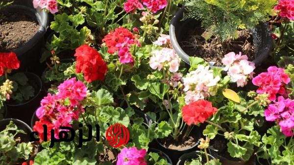 معرض الزهور يستقبل الزوار اليوم ووزير الزراعة يعلن تمديد فترة الزيارة
