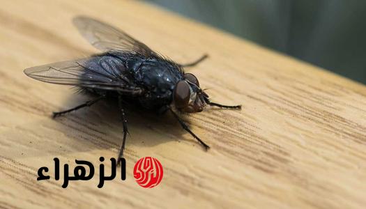 “مش هيقرب من بيتك تاني”.. مكون سحري ورخيص يقضي على الذباب نهائيًا