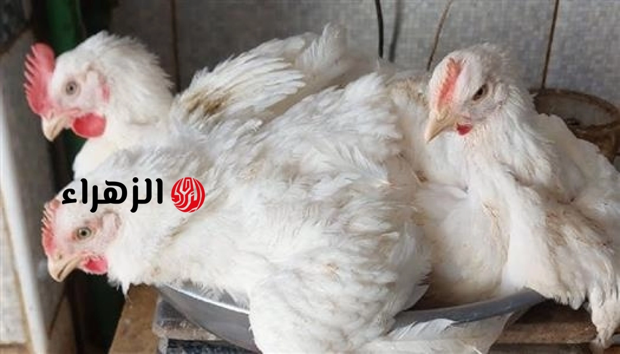 تراجع أسعار الفراخ البيضاء والساسو وارتفاع كرتونة البيض اليوم الأربعاء 13 مايو