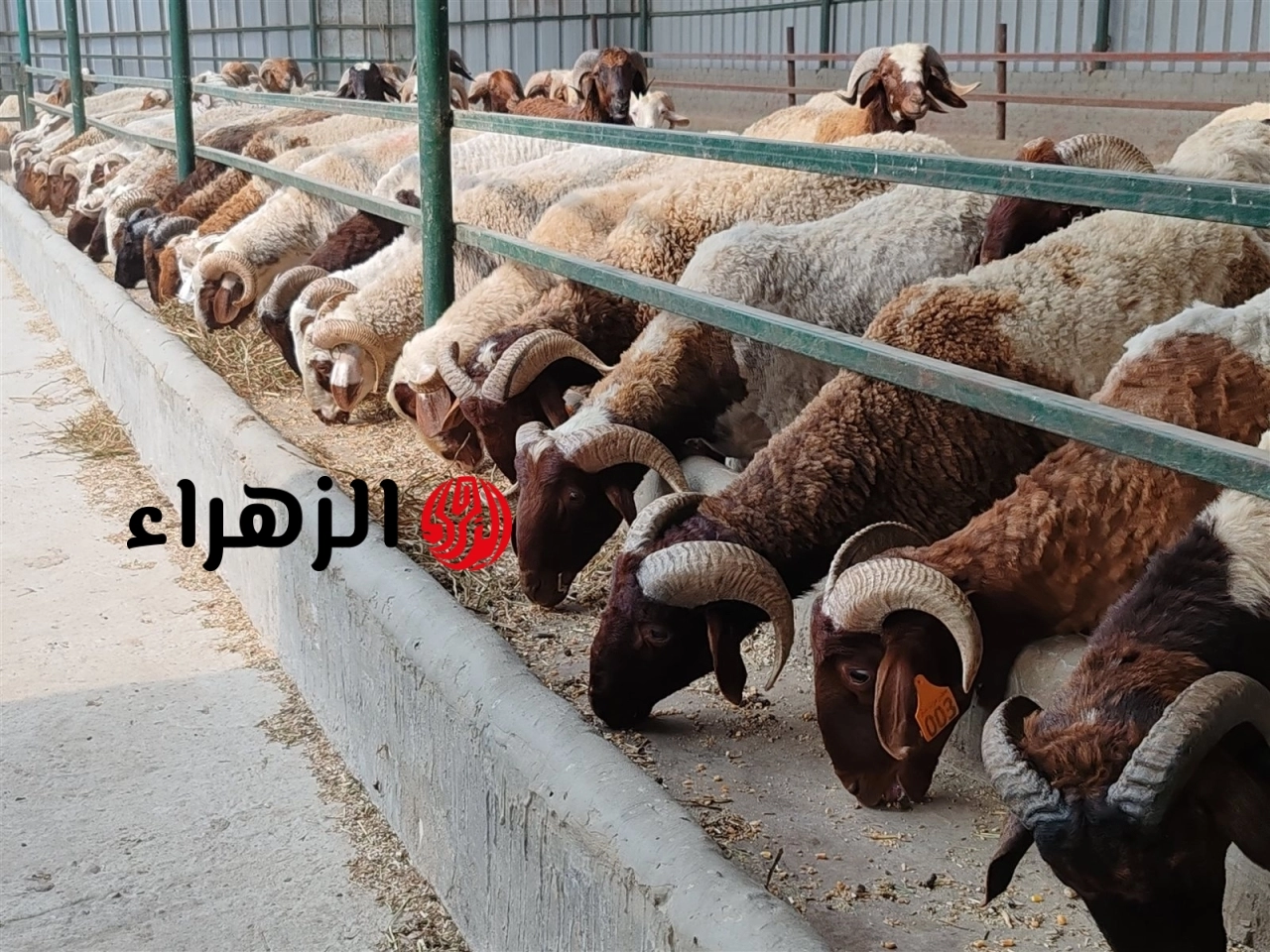 كيلو البقري والخروف بكام؟.. ننشر أحدث أسعار الأضاحي 2026 وتفاصيل الكيلو القائم بالأسواق