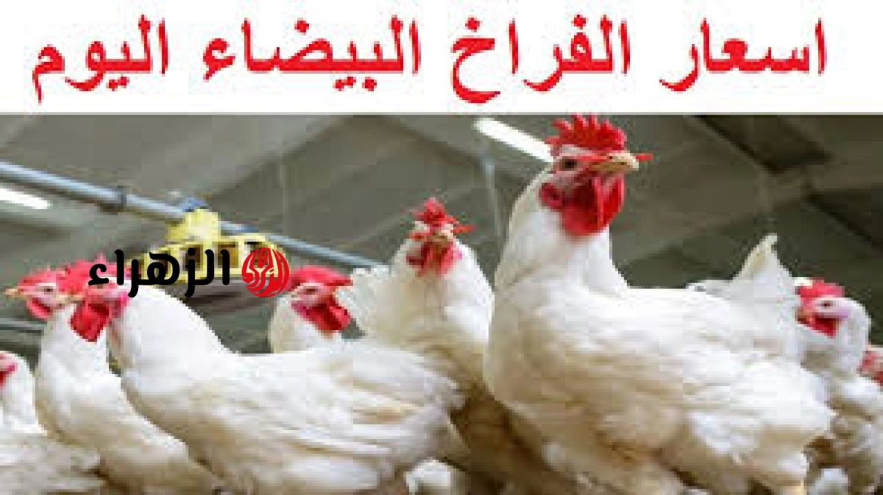 بكام في البورصه الان.. سعر الفراخ البيضاء اليوم السبت 2 مايو 2026 في مصر 