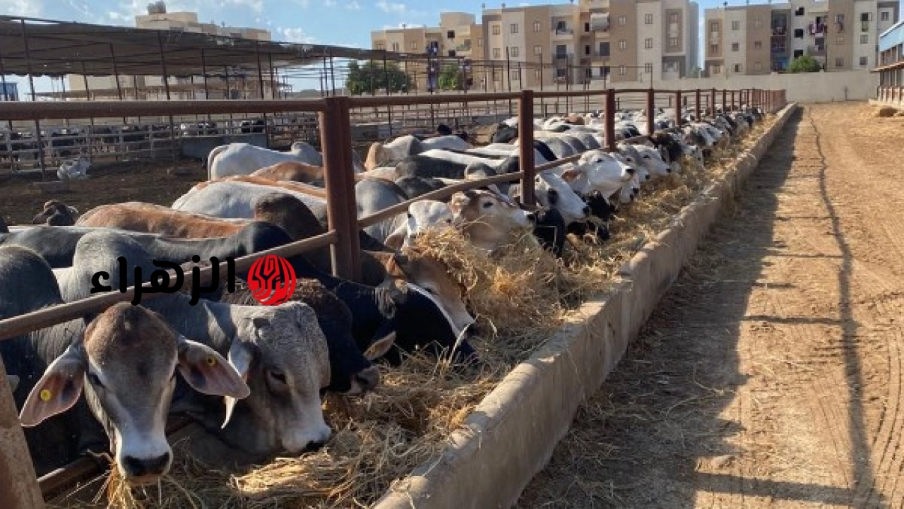 الزراعة تواصل تنفيذ الحملة القومية للتحصين ضد الحمى القلاعية والوادي المتصدع بـ 5.8 مليون جرعة