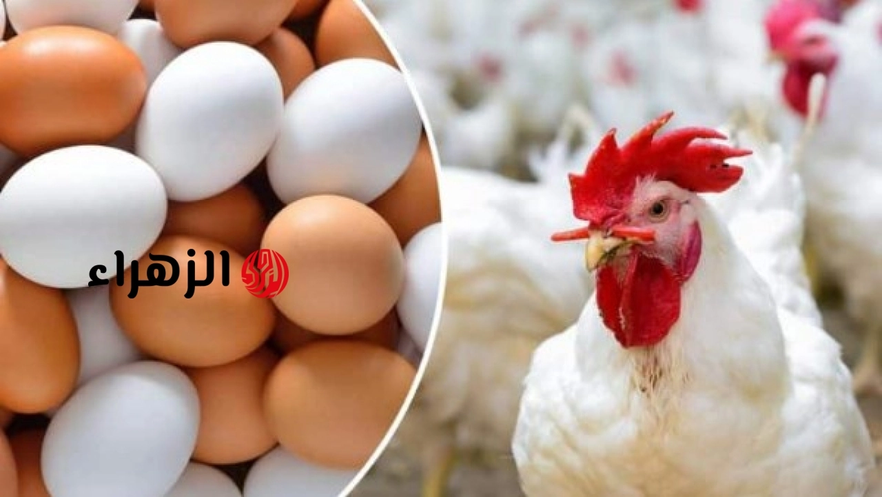 انهيار أسعار الدواجن والبيض في الأسواق.. البانيه يفقد 90 جنيهًا وكرتونة البيض تهبط للنصف