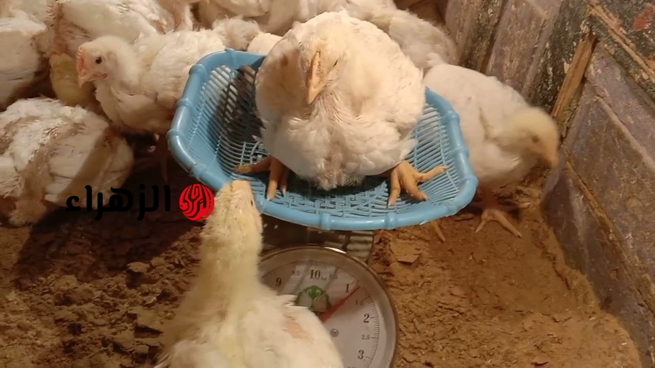 الكيلو وصل كام؟.. سعر الفراخ البيضاء اليوم الخميس 14 مايو 2026 في السوق وبورصة الدواجن الرئيسية
